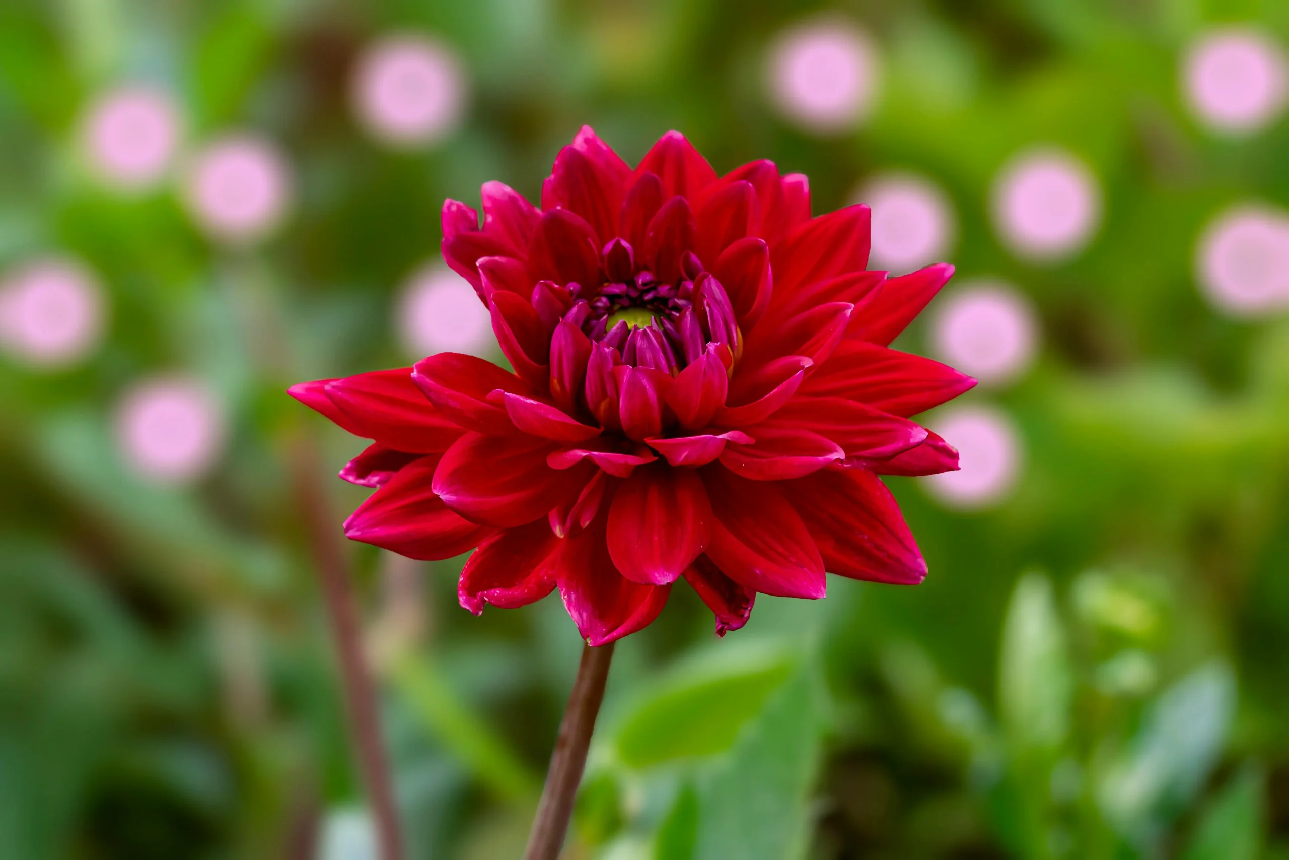 Dahlia Scaled 1